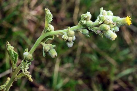 生毛將軍肺積水|福星花園: 生毛將軍